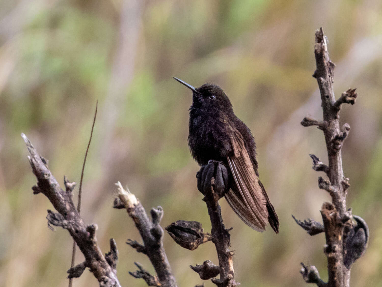 Image of Black Metaltail