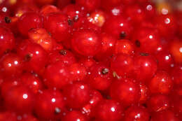 Image of Red Currant