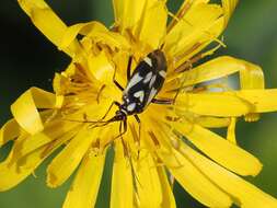 Image of Grypocoris sexguttatus (Fabricius 1777)