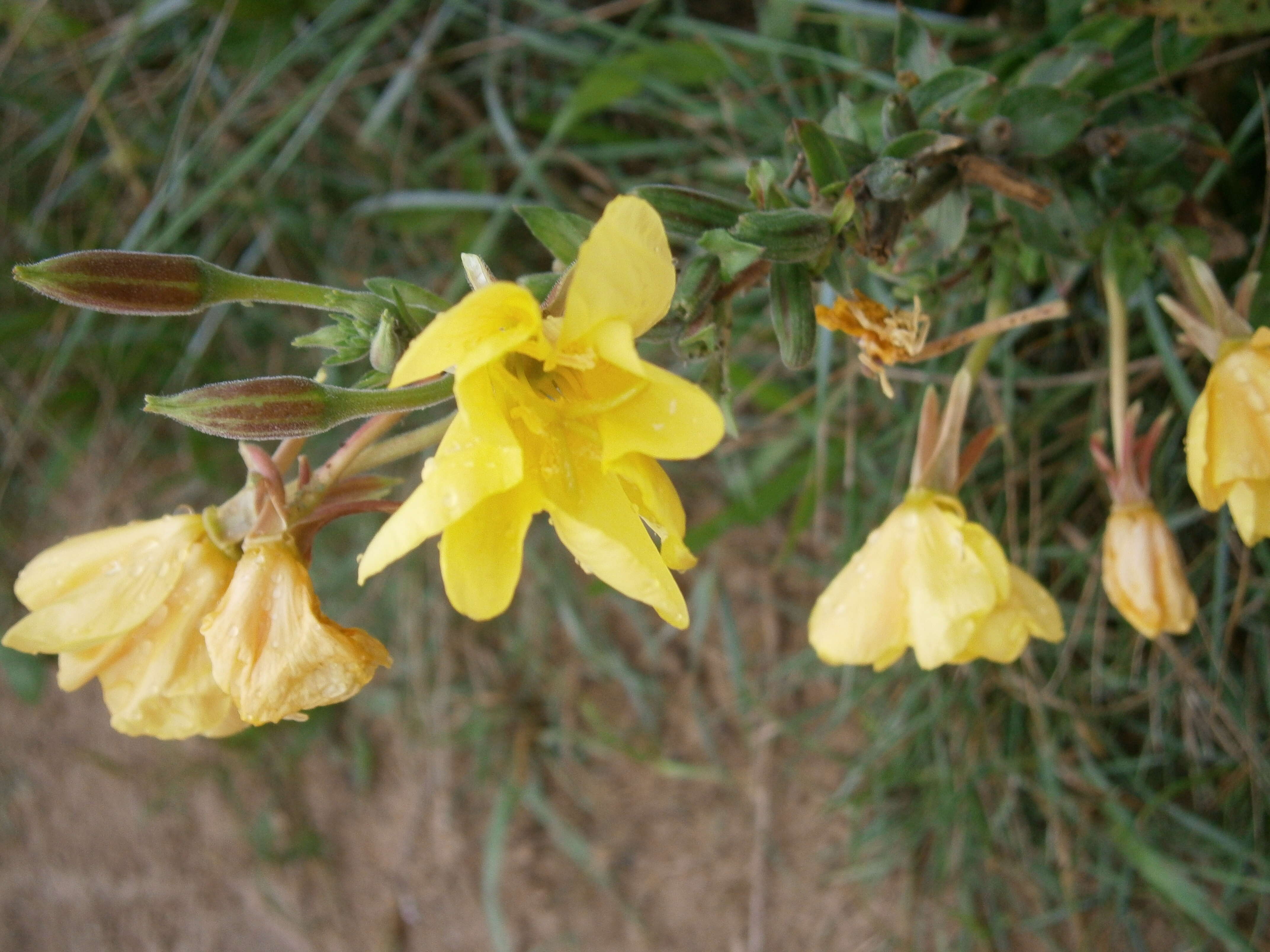 Imagem de Oenothera biennis L.