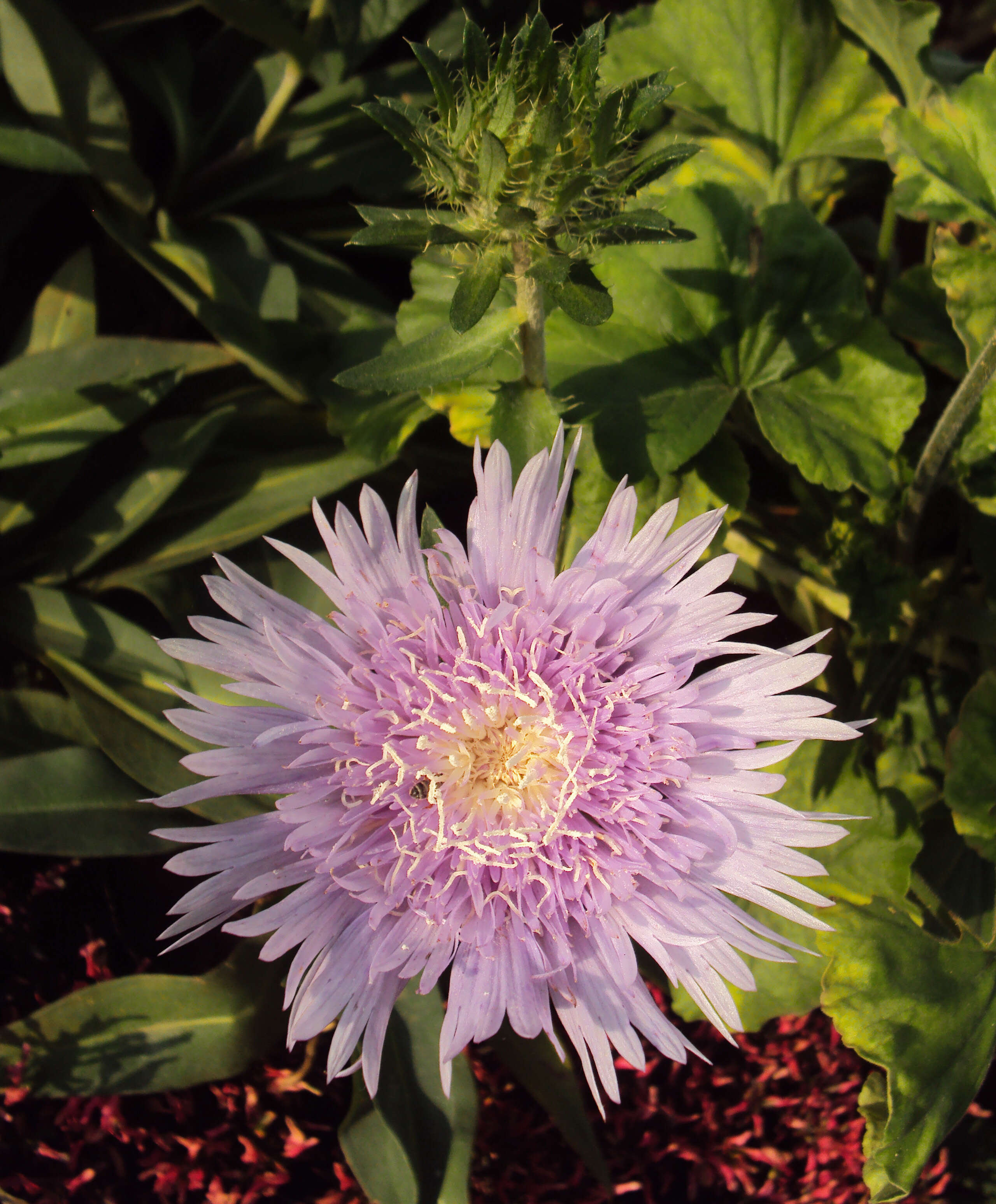 Imagem de Stokesia