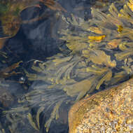 Image of toothed wrack