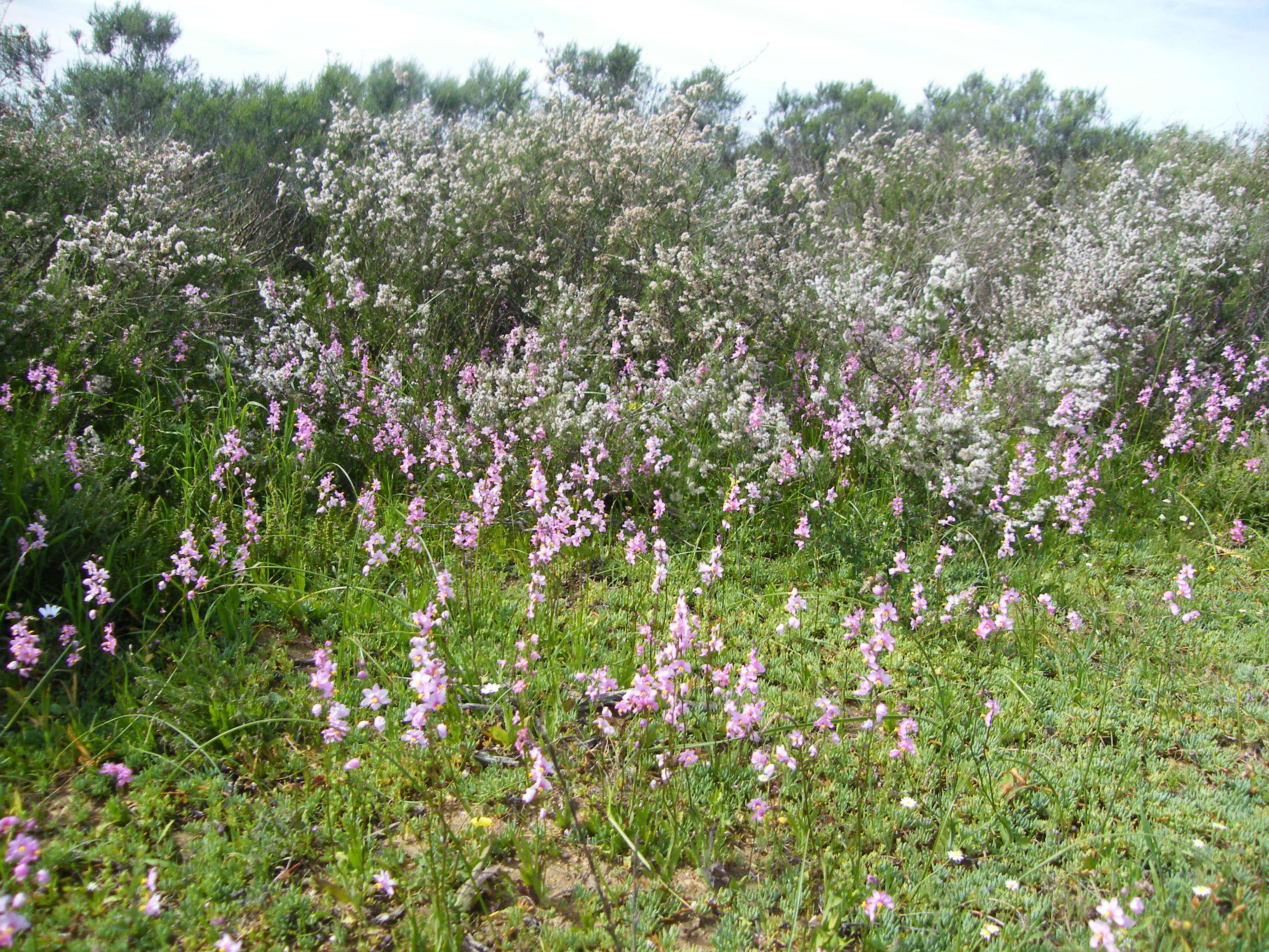 Image de Ixia scillaris L.