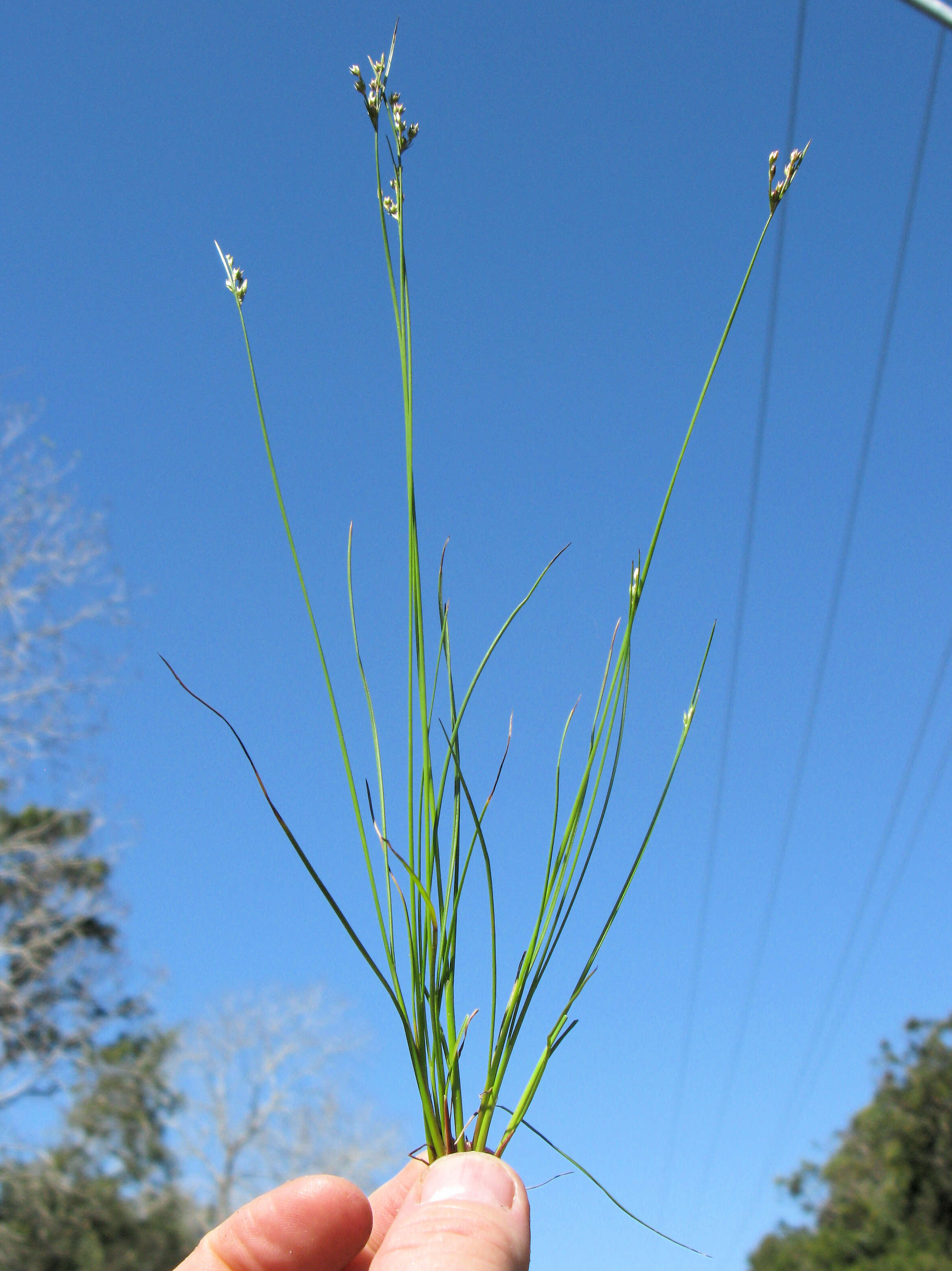 Image of forked rush