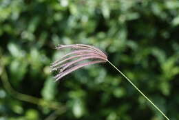 Image of swollen fingergrass