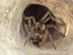 Image of Agelena labyrinthica (Clerck 1757)