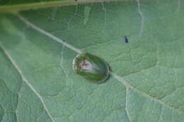 Image of thistle tortoise beetle