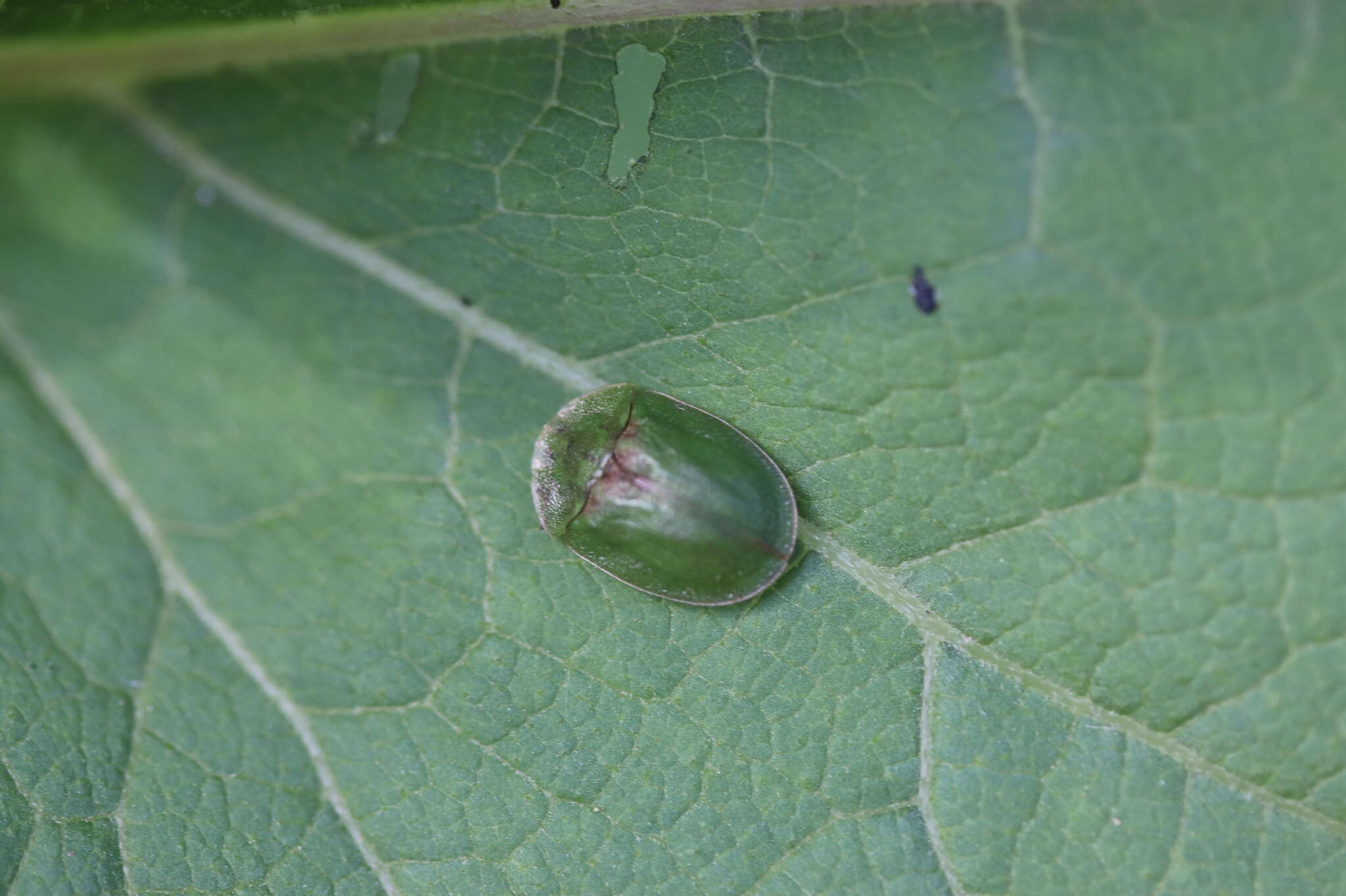 Image of thistle tortoise beetle