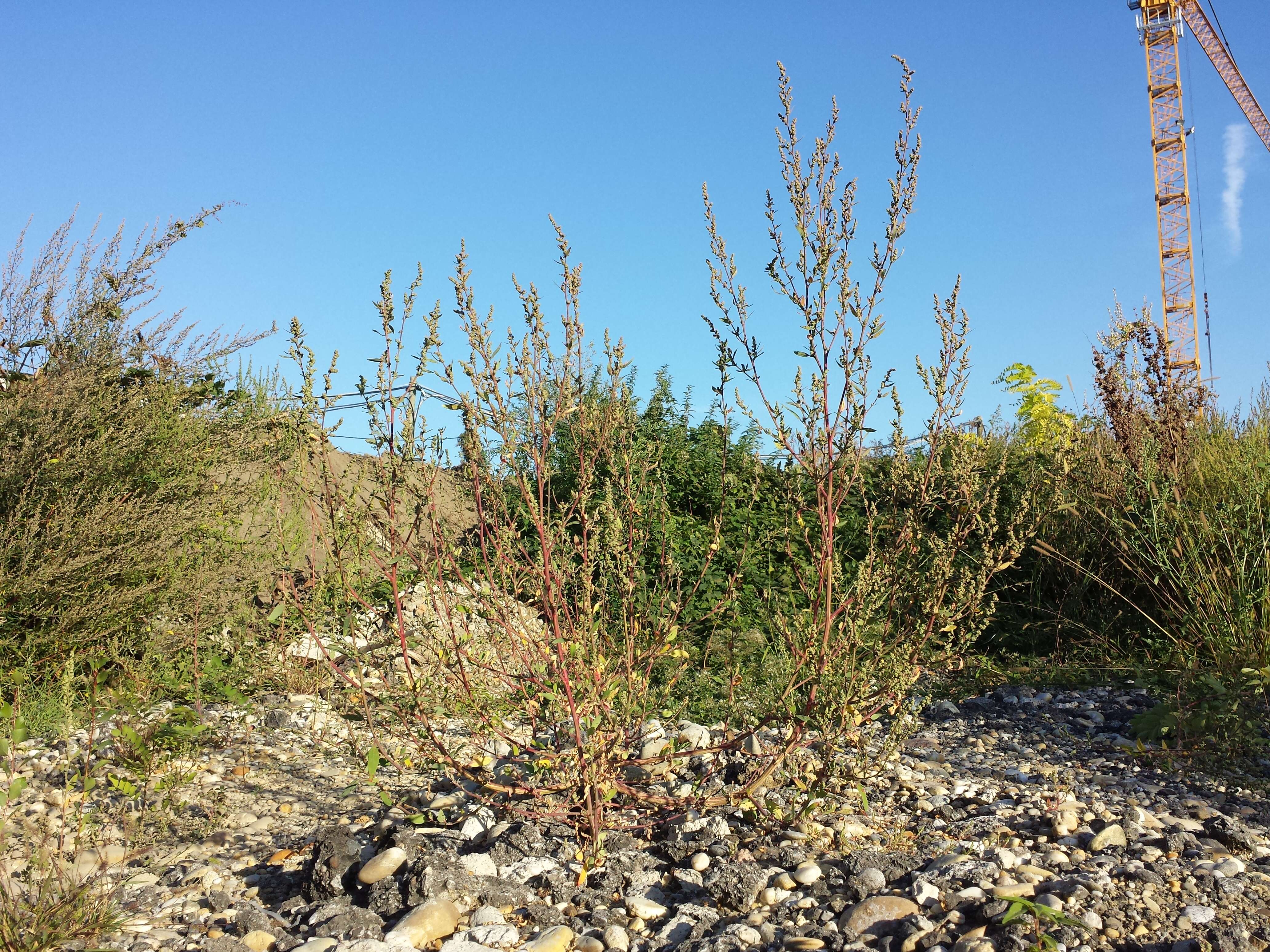 Plancia ëd Chenopodium strictum Roth