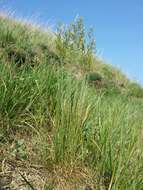 Image of Festuca rupicola Heuff.