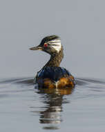 Image of White-tufted Grebe