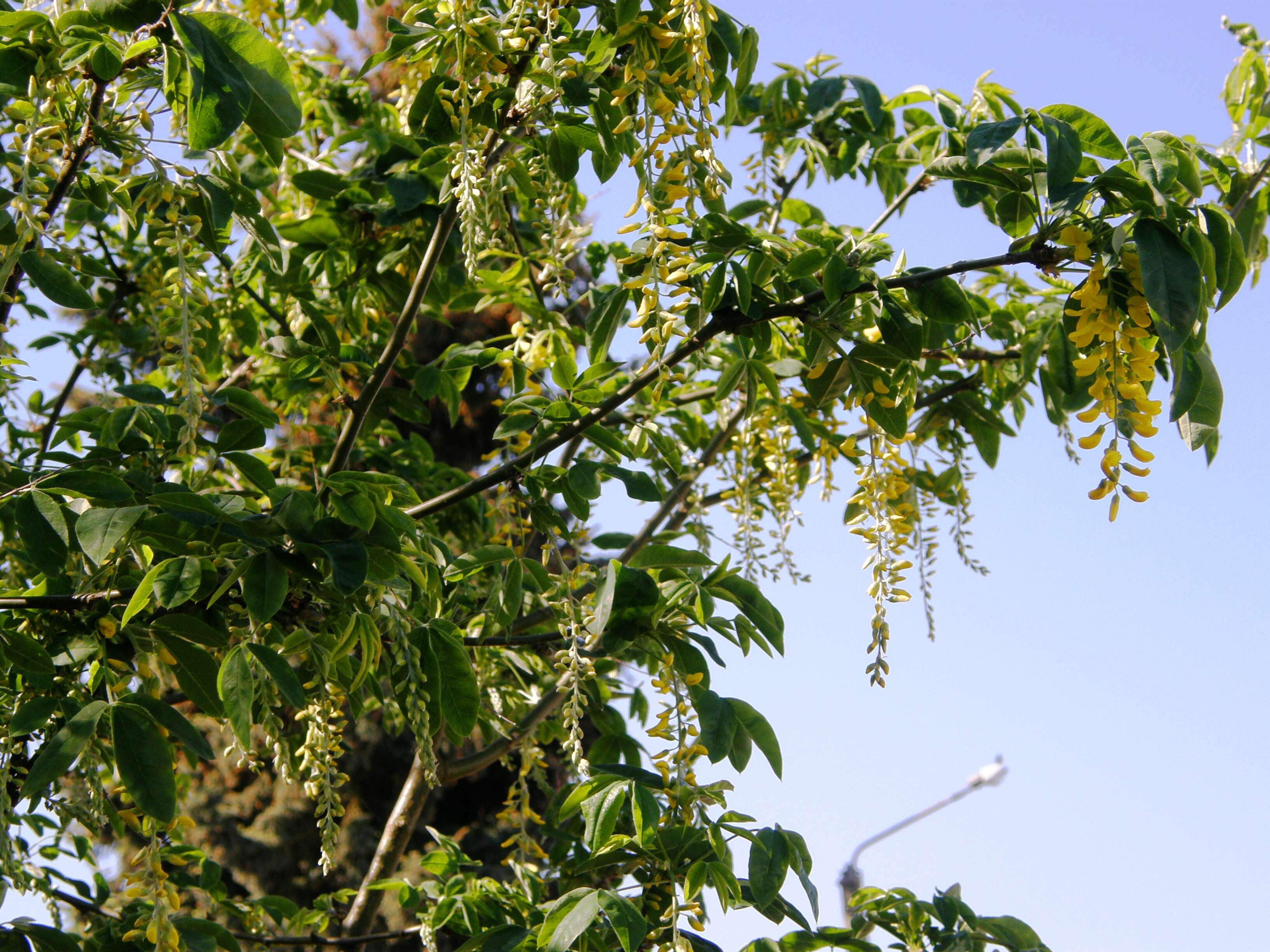 Image of Laburnum