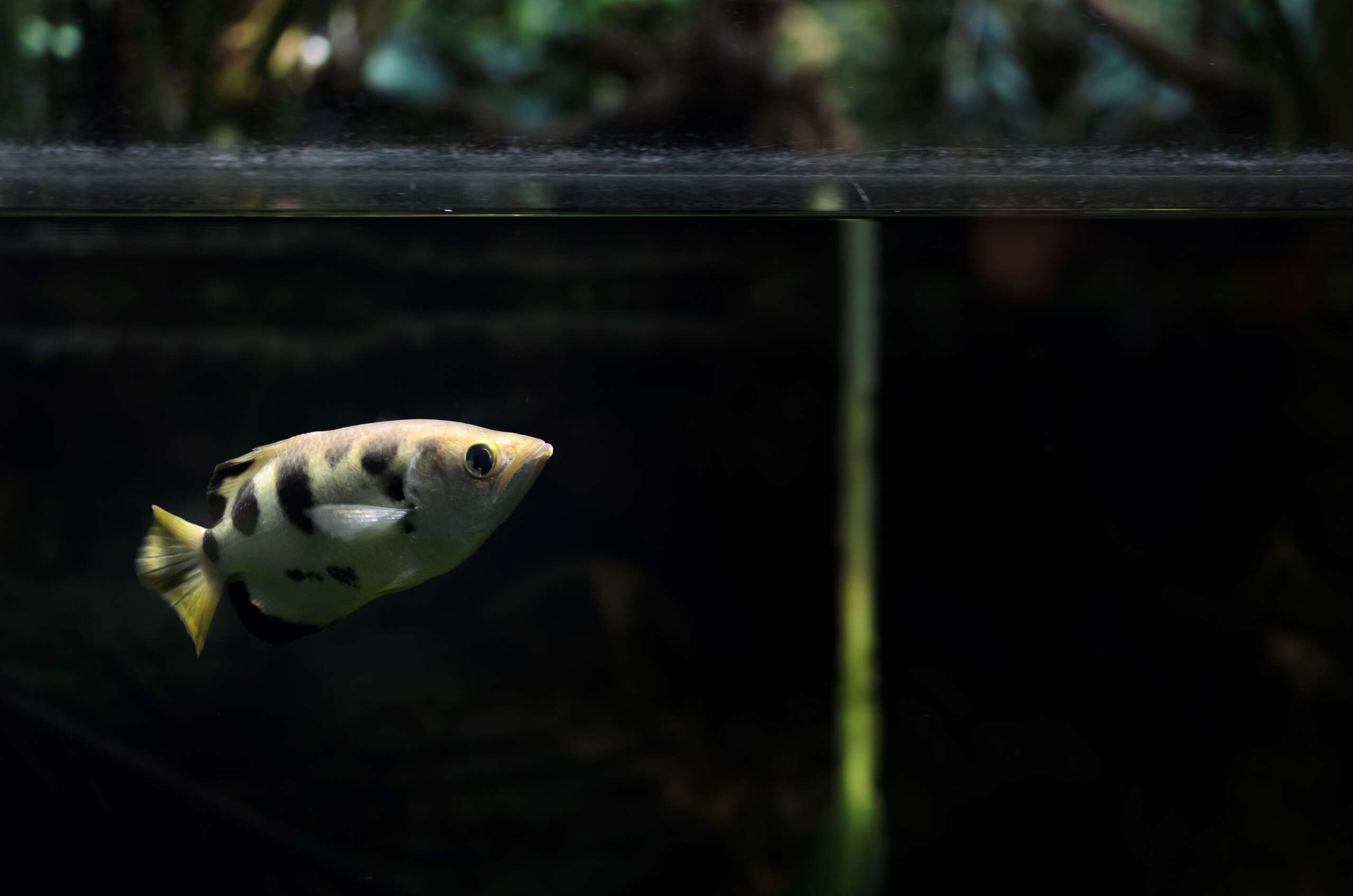 Image of Banded Archerfish