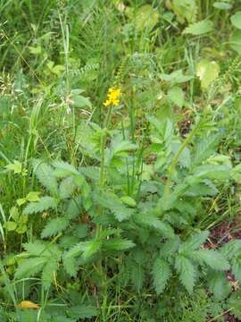 Image of Agrimony