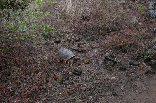 Image of Sierra Negra giant tortoise