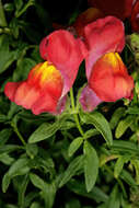 Image of garden snapdragon