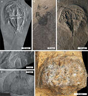 Image of Merostomes