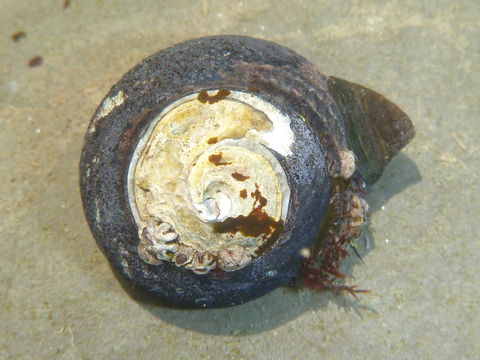 18.https www inaturalist org photos 3999756.580x360