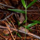 Image of basketgrass