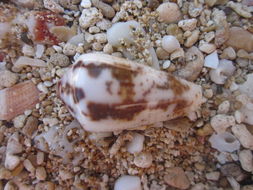 Image of Conus magus Linnaeus 1758