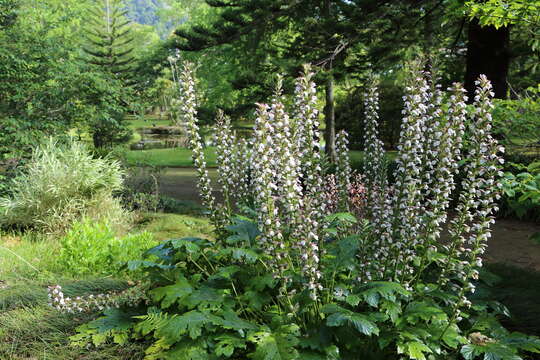 Imagem de Acanthus mollis L.