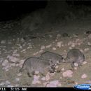 Image of Mexican Plateau Raccoon
