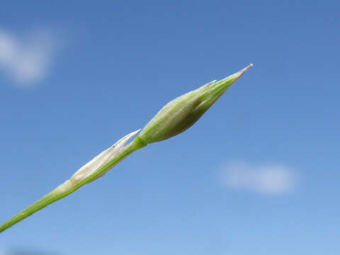 Imagem de Panicum queenslandicum Domin