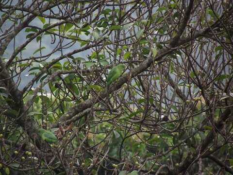 Image of Plain Parakeet