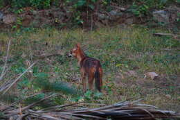 Image of golden jackal