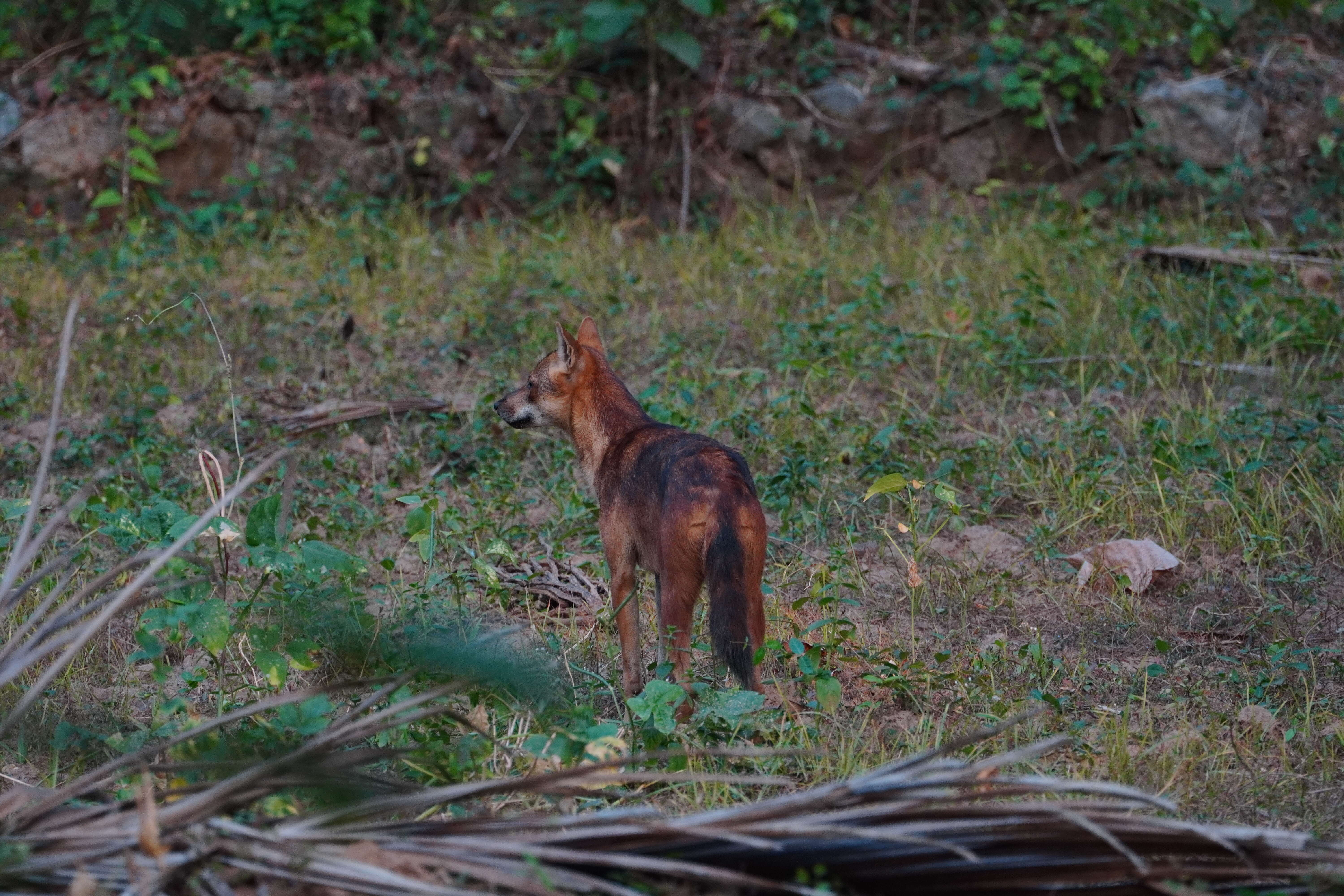 Image of golden jackal