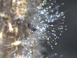 Image of Banana aphid