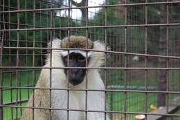 Image of Tantalus Monkey