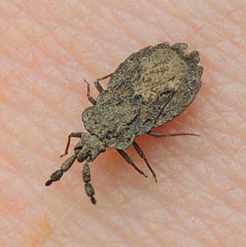 Image of <i><i>Aradus</i></i> (Aradus) <i>robustus</i> Uhler 1871
