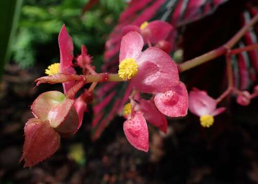 Image of Begonia brevirimosa Irmsch.