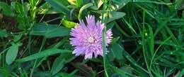 Imagem de Stokesia