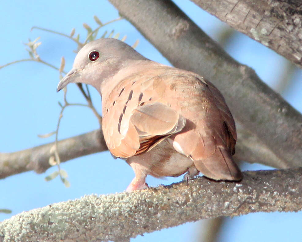 Image of Ruddy Ground Dove