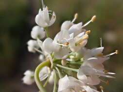 Image of Lady's leek