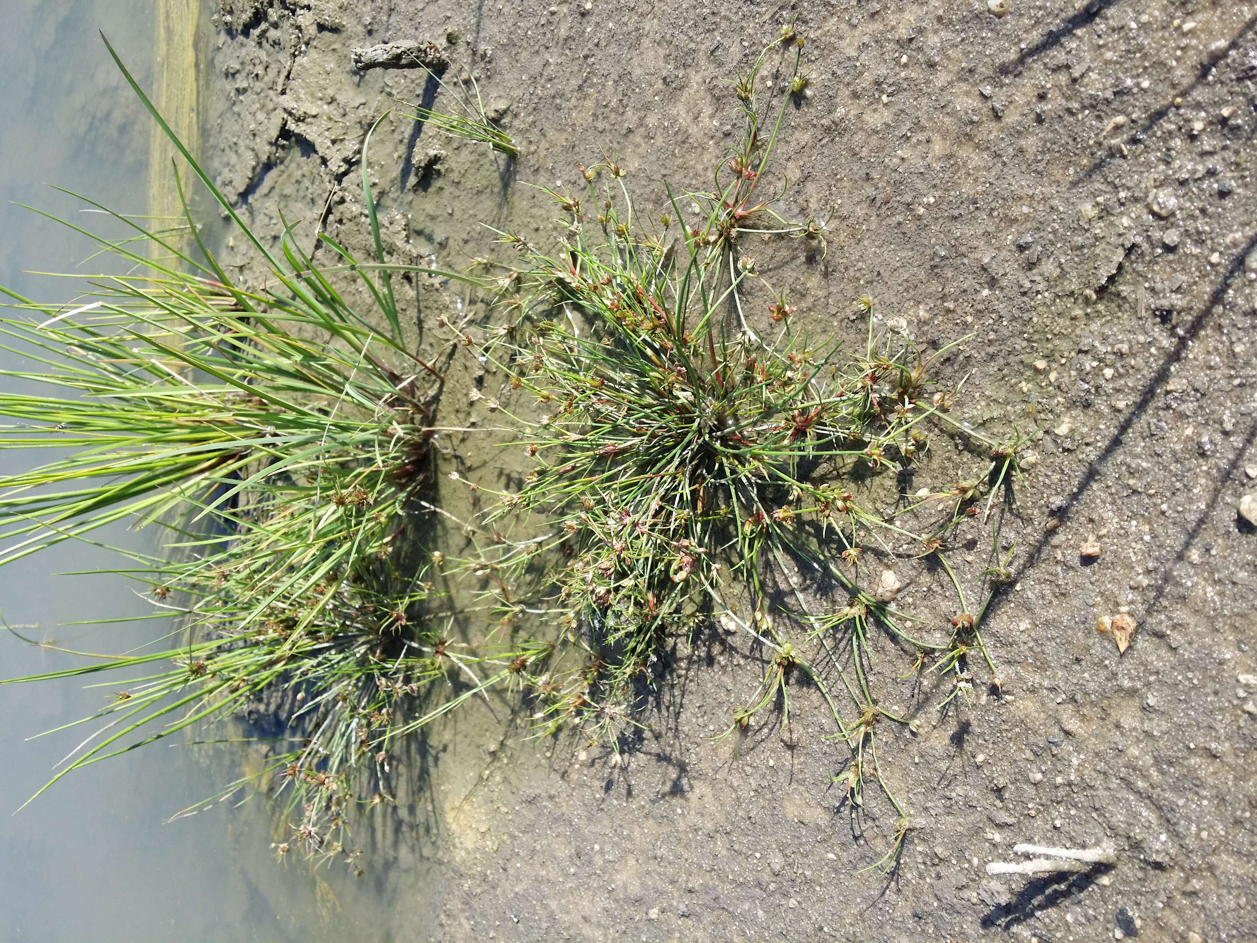 Juncus bulbosus L.的圖片