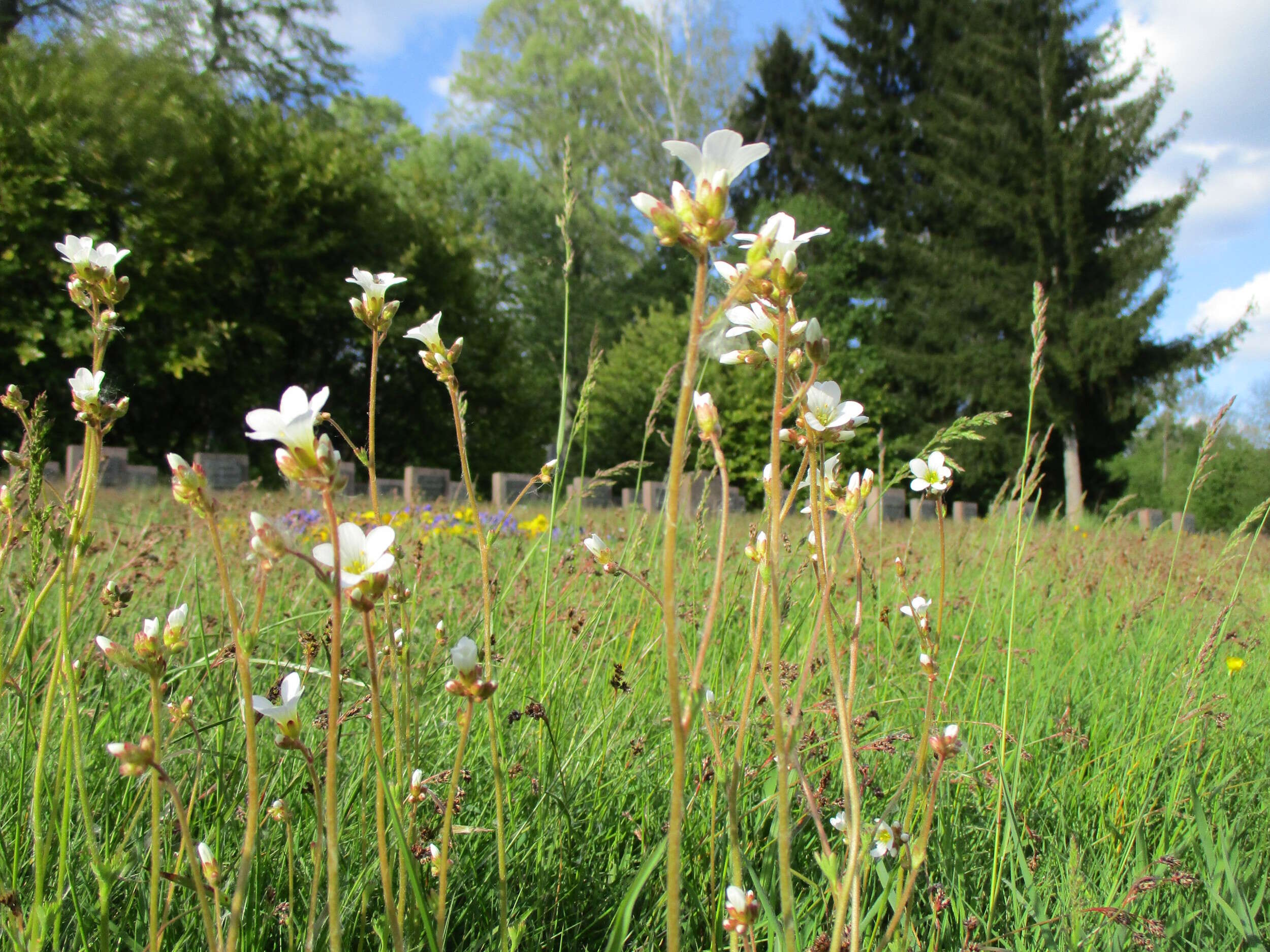 Image of Meadow Saxifrage