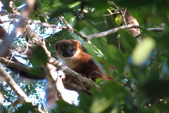 18.https www inaturalist org photos 400980.580x360