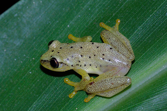 Image of <i>Heterixalus punctatus</i> Glaw & Vences 1994