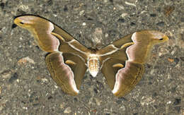 Image of Ailanthus Silkmoth