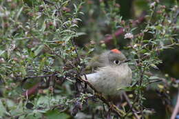 Image of Golden-crowned Kinglet