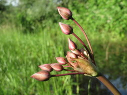 Image of <i>Butomus umbellatus</i>