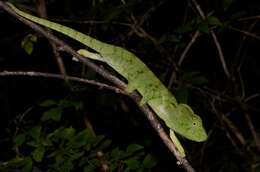 Image of Malagasy Giant Chameleon