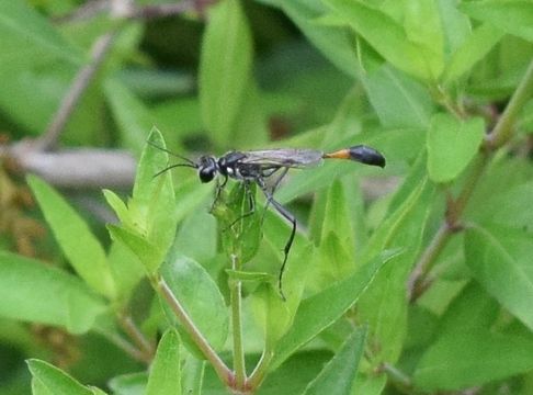 Image of Ammophila juncea Cresson 1865