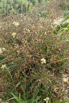 Image of Wachendorfia paniculata Burm.