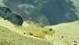 Image of Rhinogobius