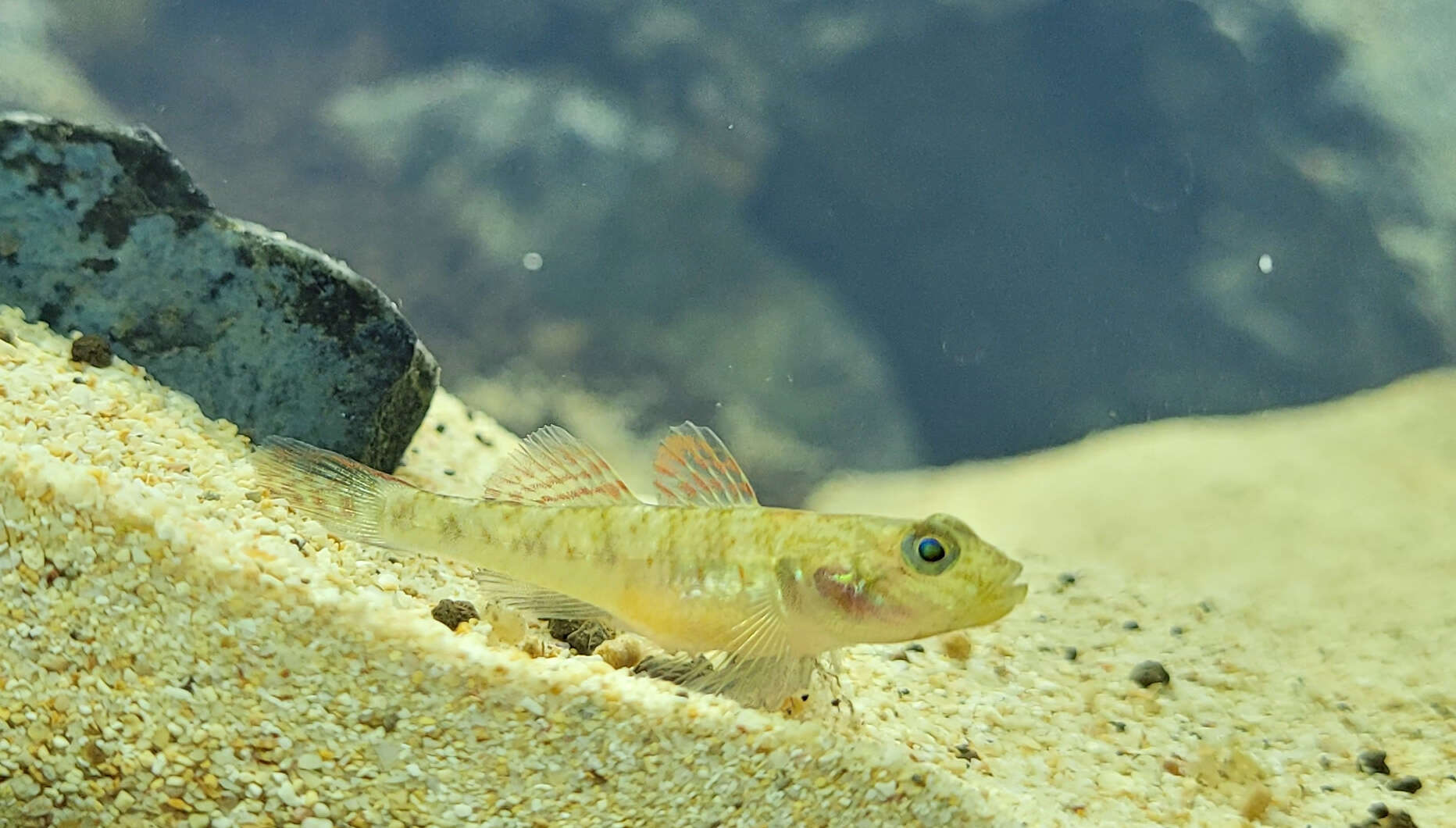 Image of Rhinogobius