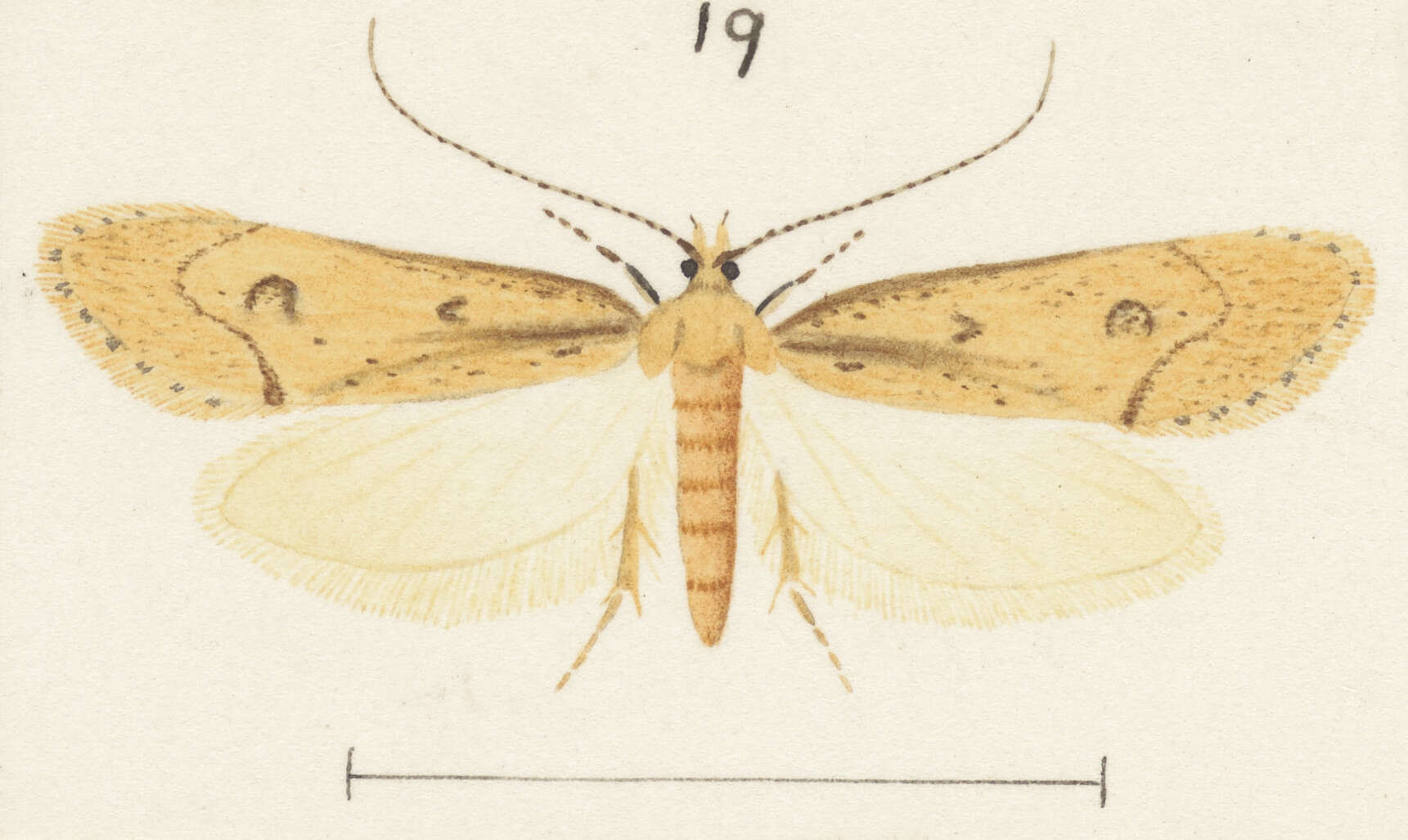 Image of Atomotricha versuta Meyrick 1914